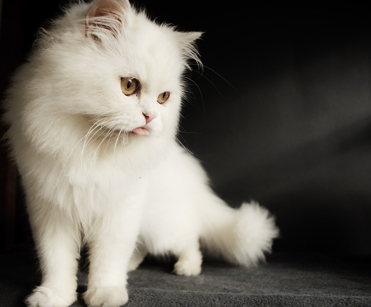 How much is the grooming cost of Persian cat? US News Breaking Today