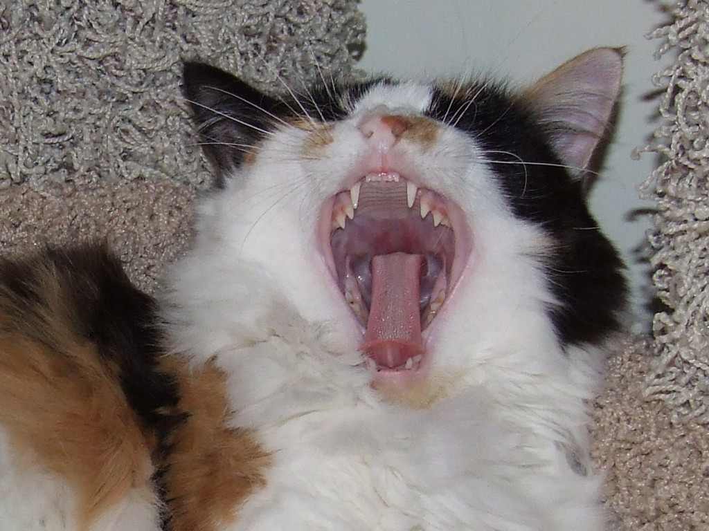 ‘Dem Bones, ‘Dem Bones, ‘Dem… Scary Bones CatCentric