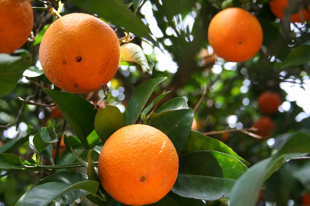 When Do You Plant Orange Trees? Garden Guides