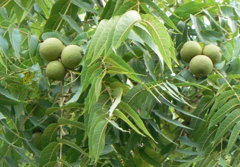 How to Grow a Black Walnut Tree Garden Guides