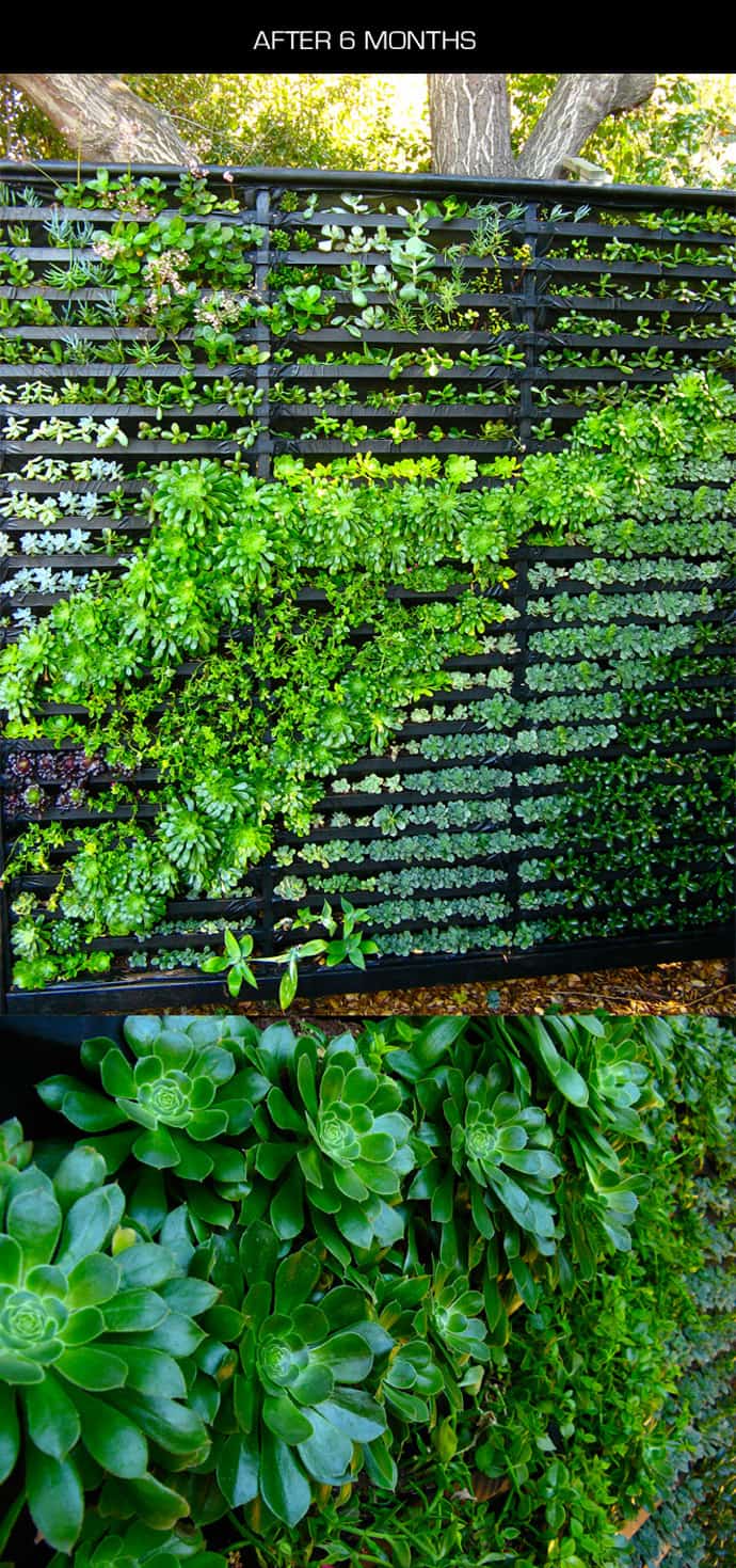 Cool DIY Green Living Wall Projects For Your Home