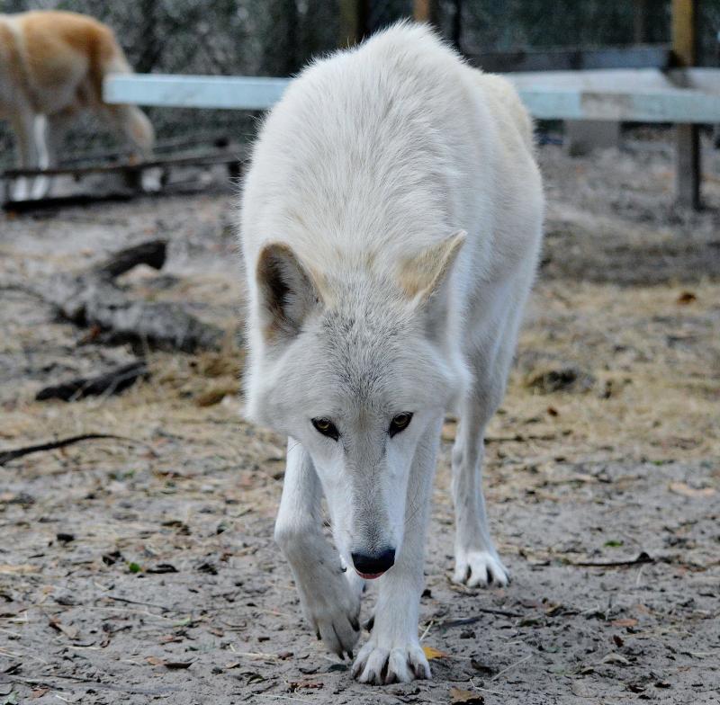In Harmony With Nature animal haven nonprofit in Orlando