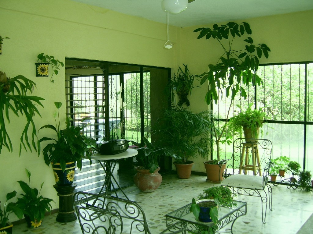 Plants inside rooms