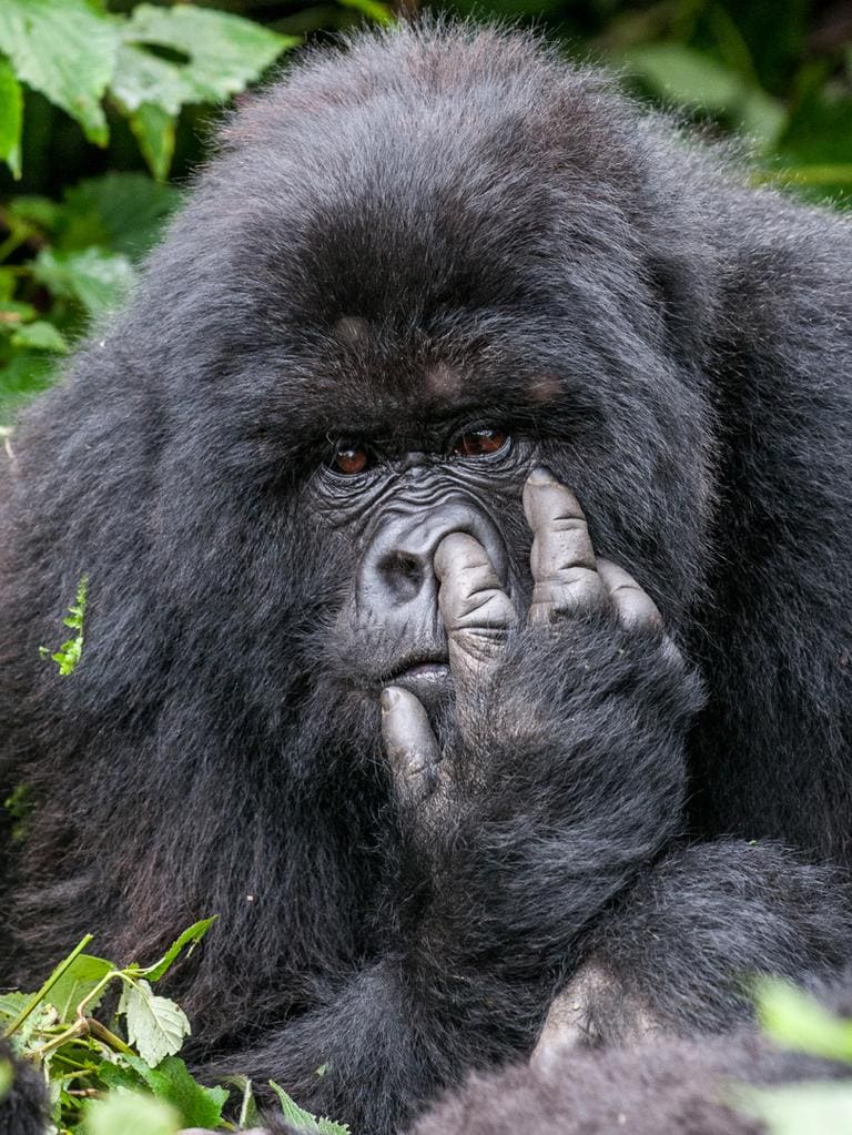 World’s funniest animals