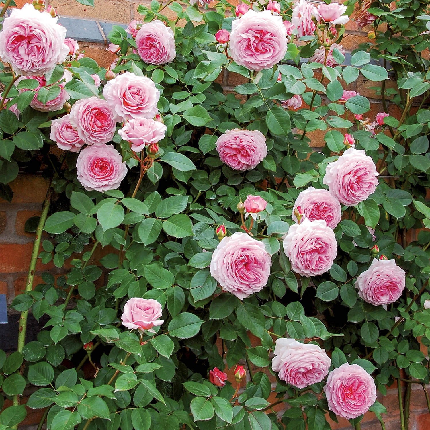 James Galway English Climbing Rose David Austin Roses
