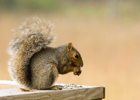 Protect Your Diy Solar Array From Squirrel Damage Solar Goods