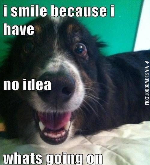 The truth about dogs.