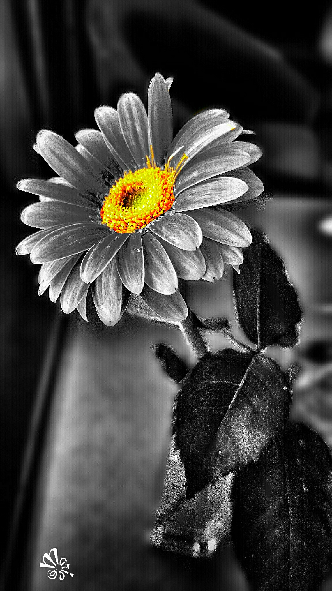 in B/W Color splash blackandwhite color splash hdr co...