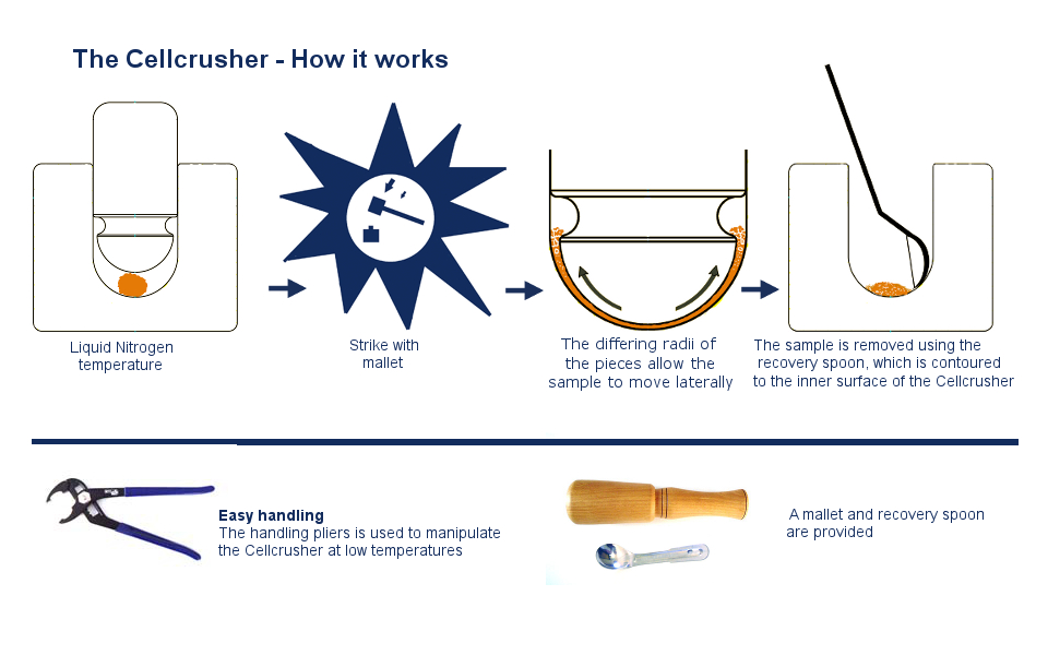 Tissue pulverizer, liquid nitrogen, RNA extraction
