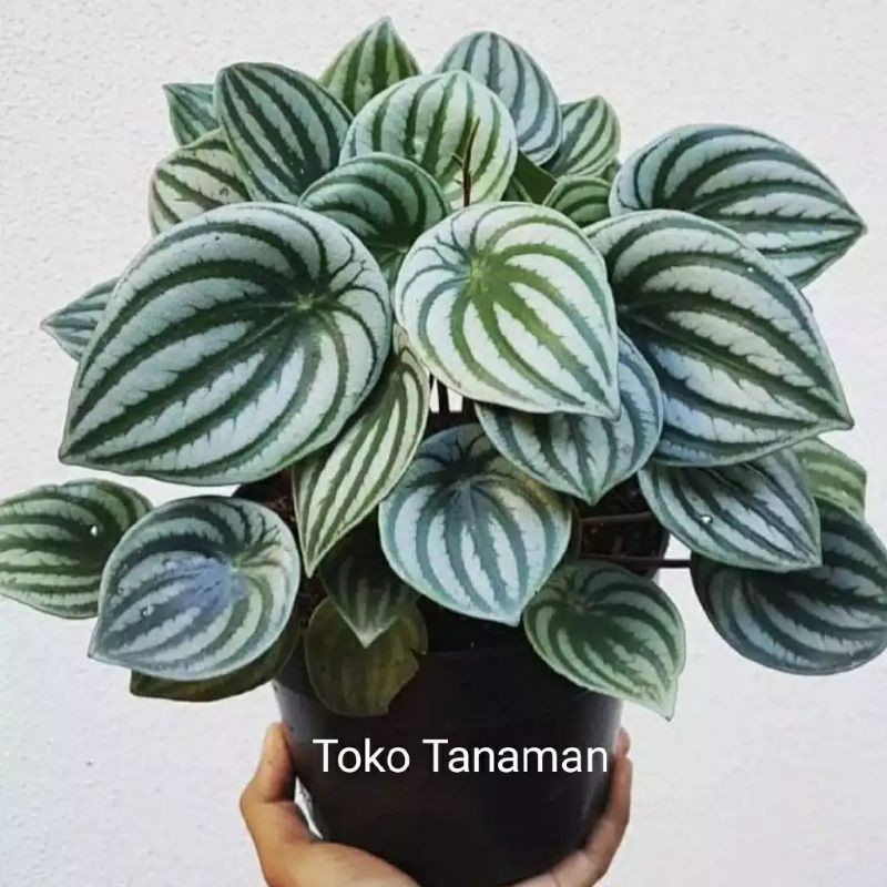 Bunga tasbih adalah tanaman yang tergolong tanaman luar dengan nama latin canna lily. Bunga Hias Hidup