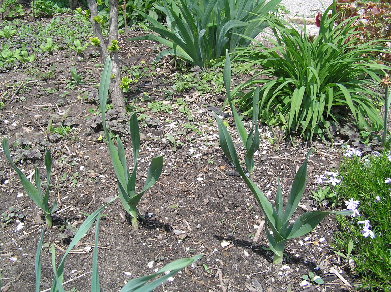 Elephant garlic corms Homegrown Goodness
