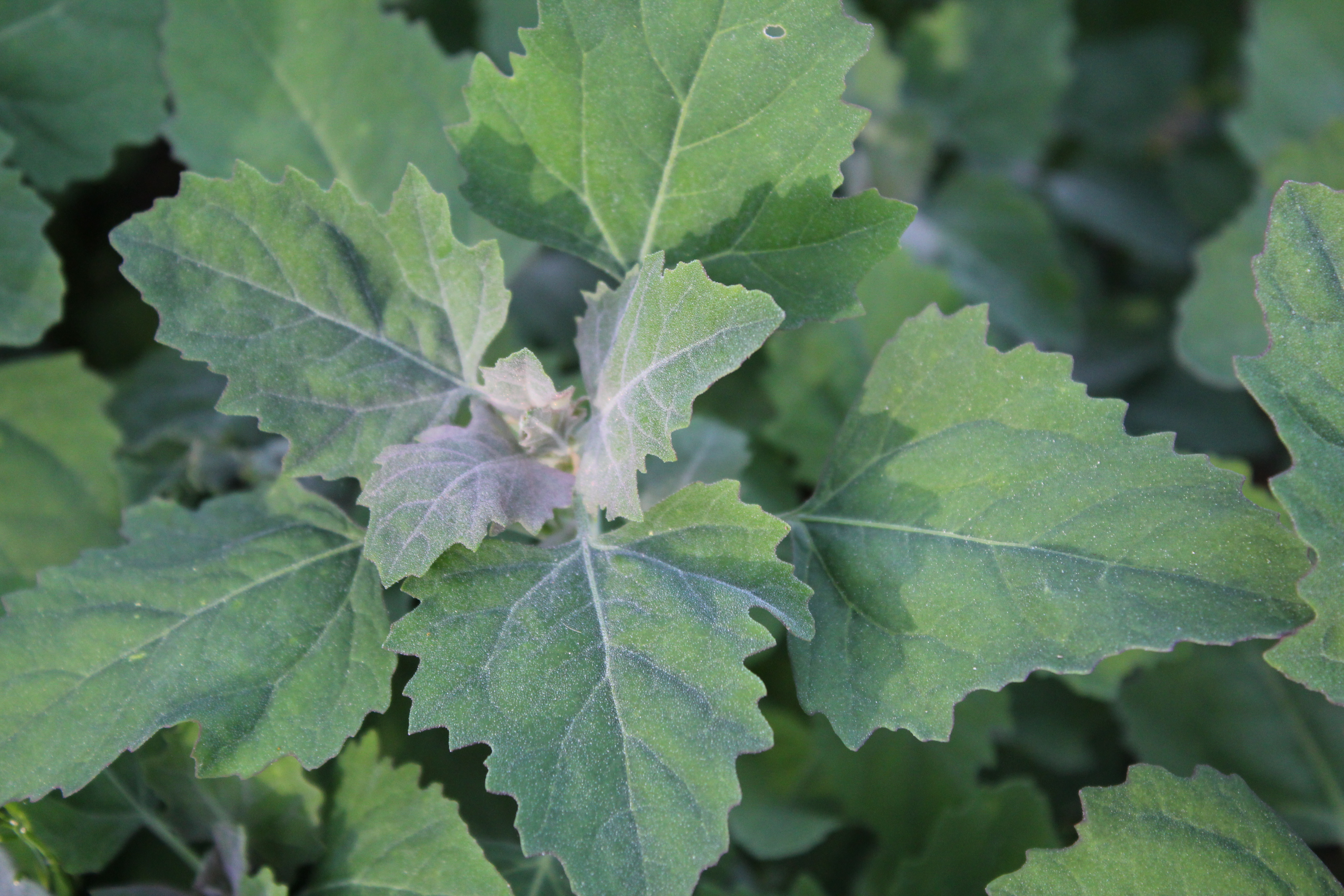 Lamb's quarter Chestnut School of Herbal Medicine