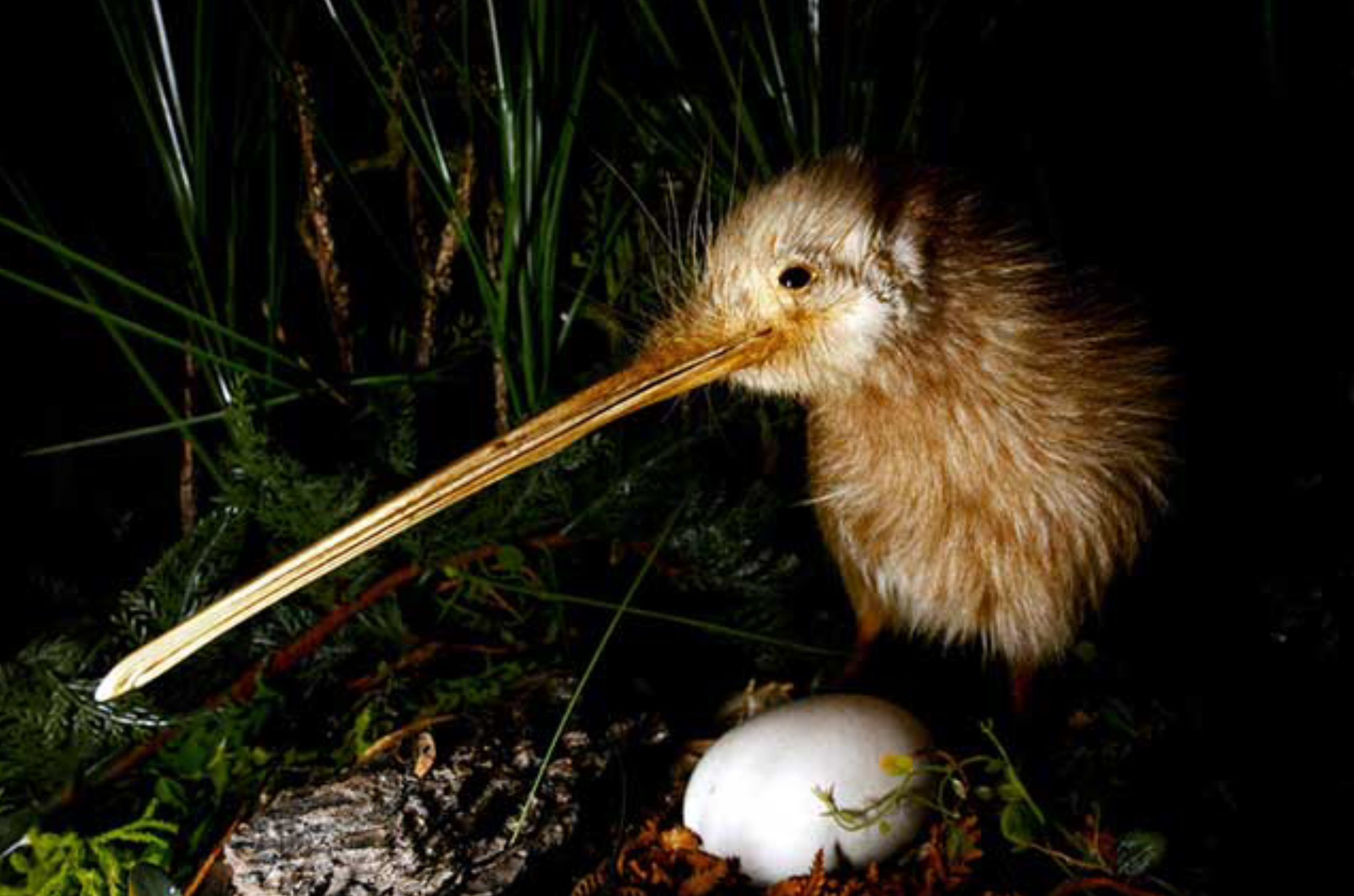 THE ENDEMIC BIRDS OF NEW ZEALAND PART 1 FLIGHTLESS AND ENDANGERED