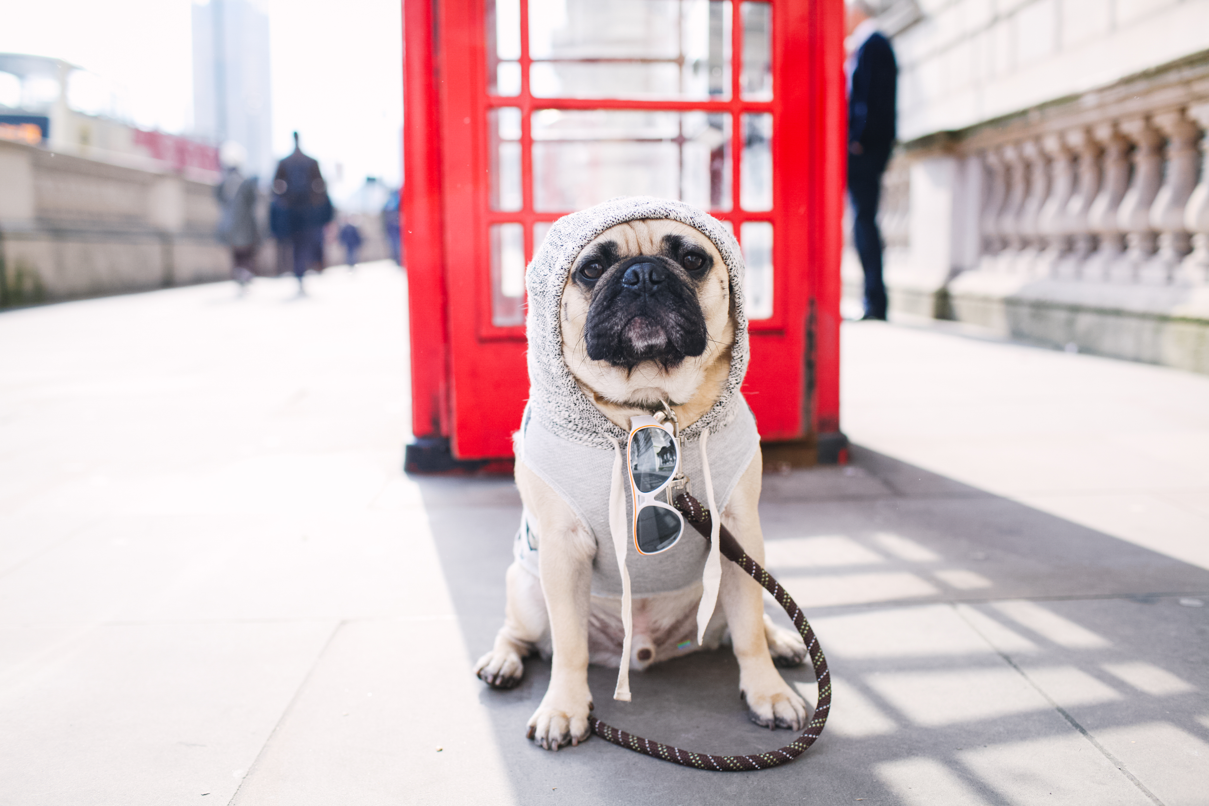 Boudoir Interview with Ari from Honey I Dressed The Pug
