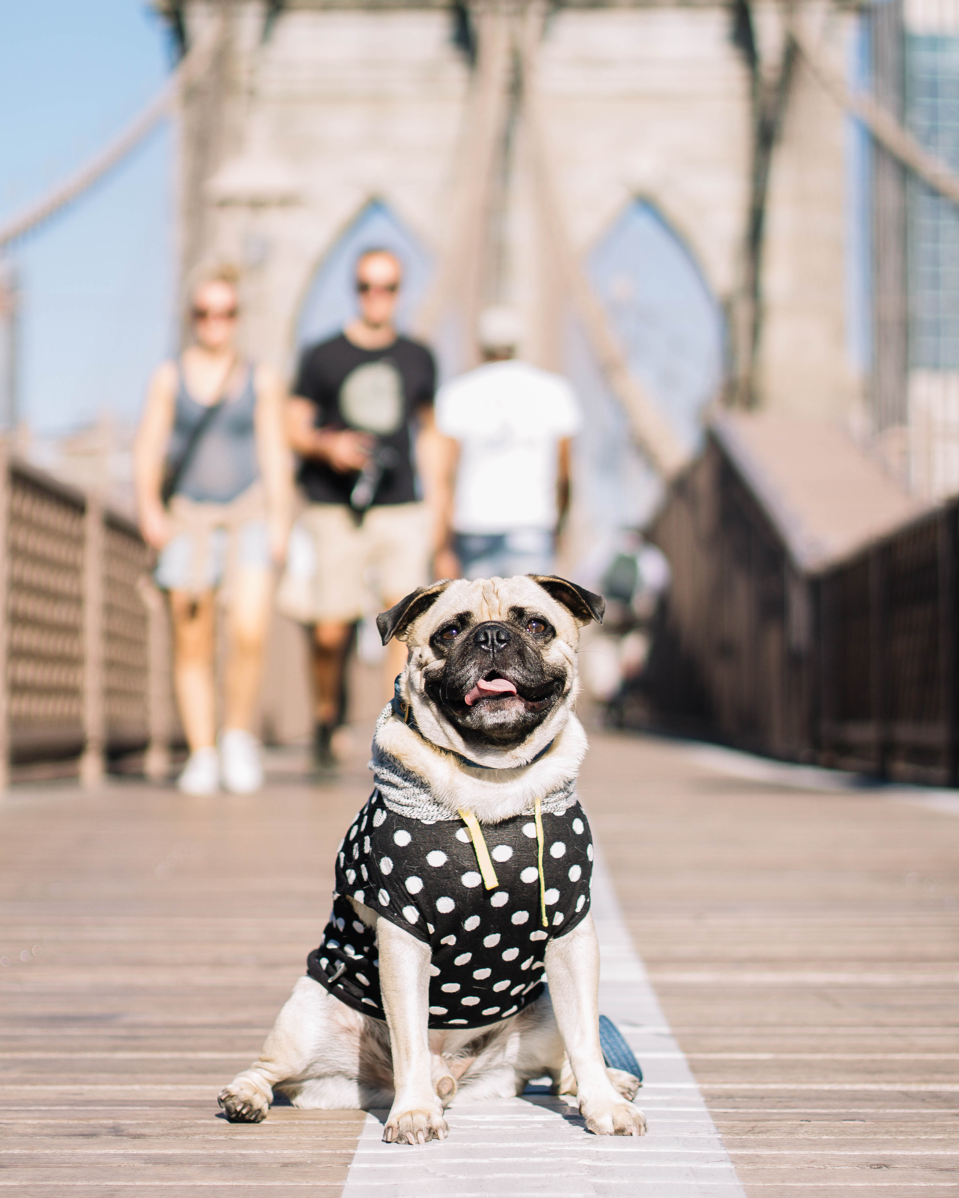 Boudoir Interview with Ari from Honey I Dressed The Pug