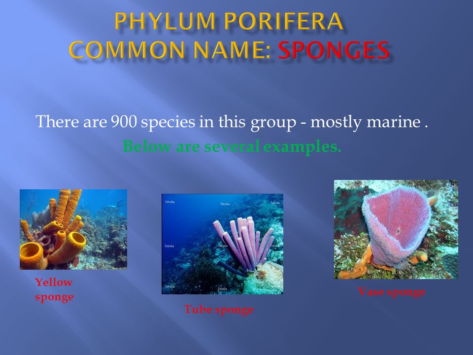 Difference between Poriferan and Coelenterate Animals