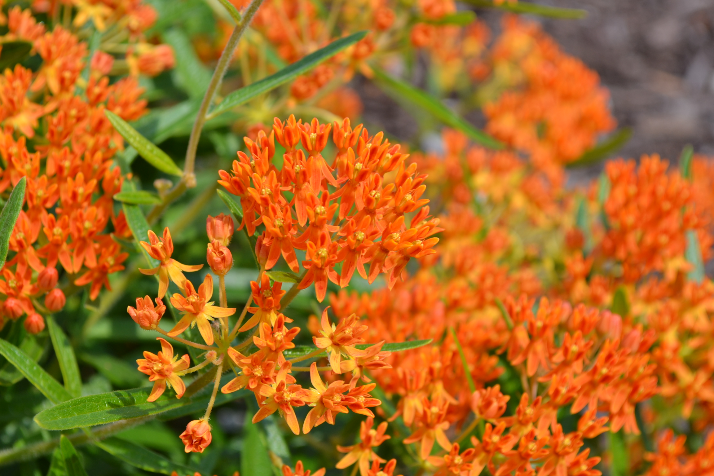 Butterfly Milkweed is an Orange, Summer Blooming Perennial