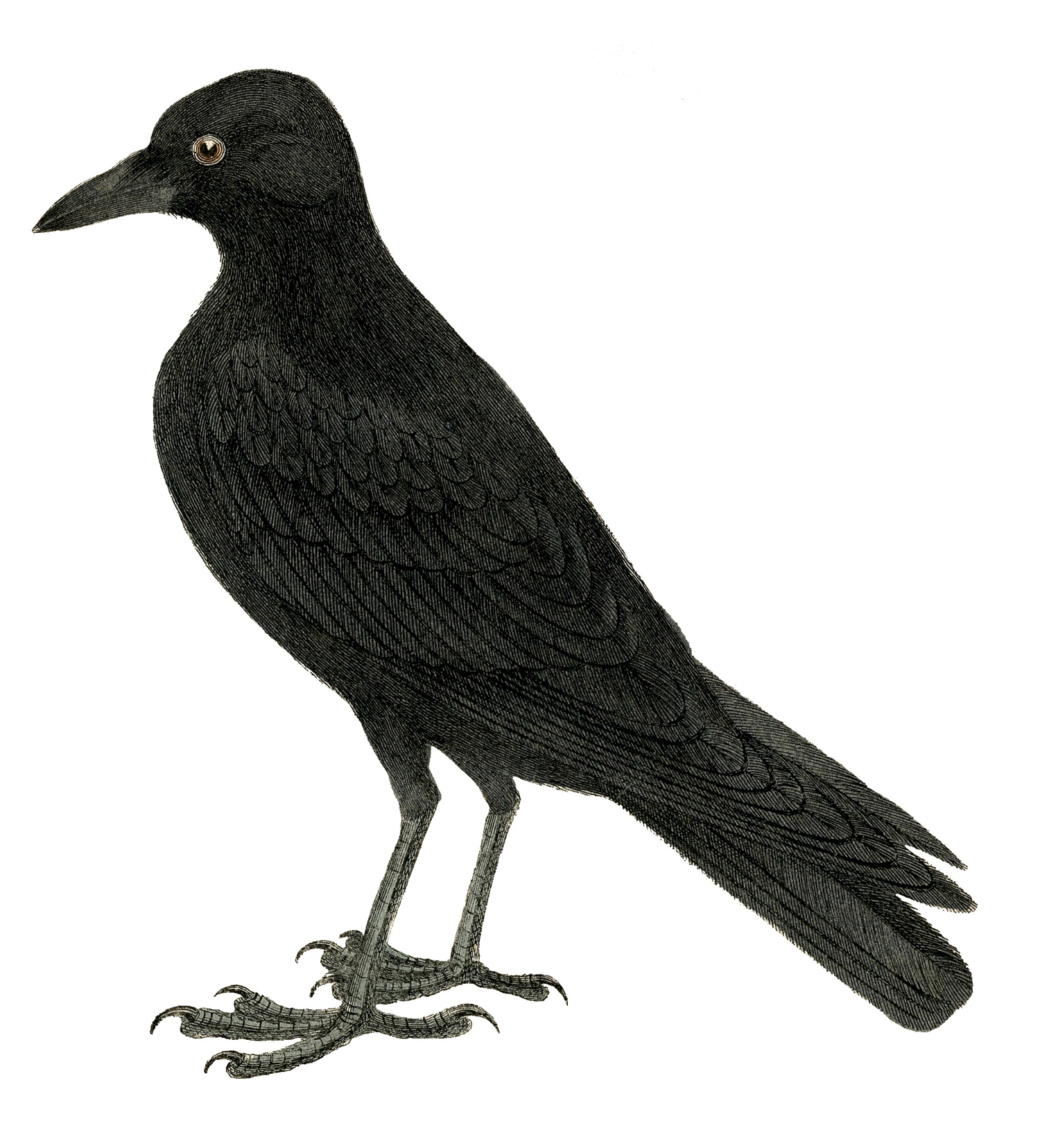 Free Crow Cliparts, Download Free Clip Art, Free Clip Art on Clipart Library