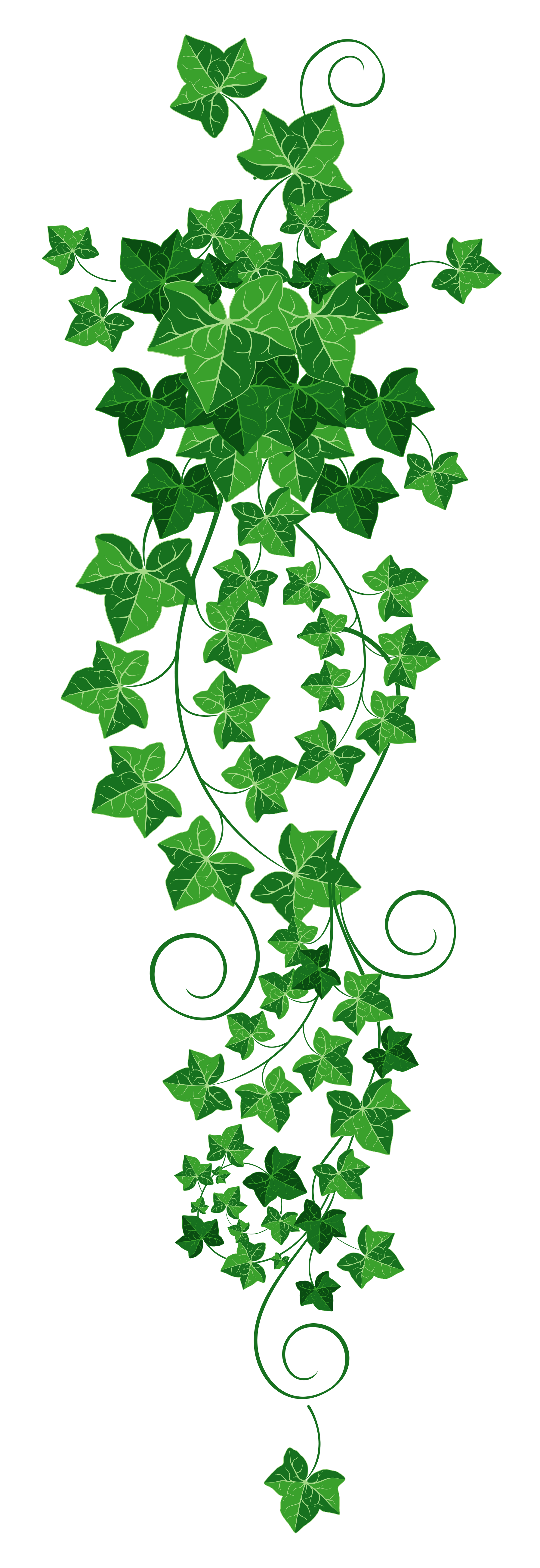 Free Ivy Leaf Png, Download Free Ivy Leaf Png png images, Free ClipArts on Clipart Library