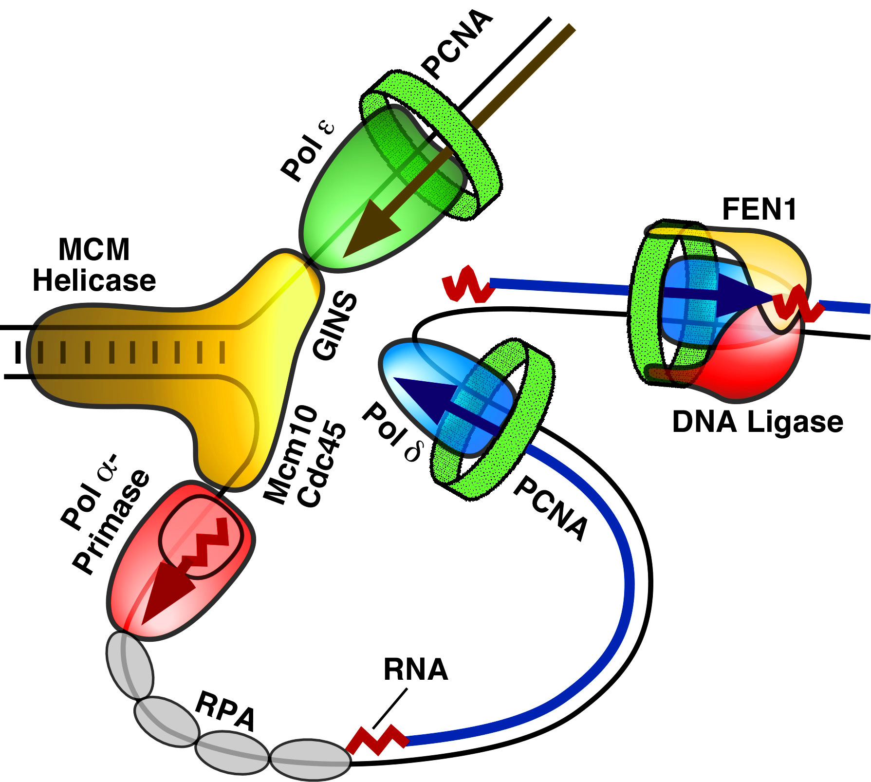 Dna Replication Drawing Free download on ClipArtMag