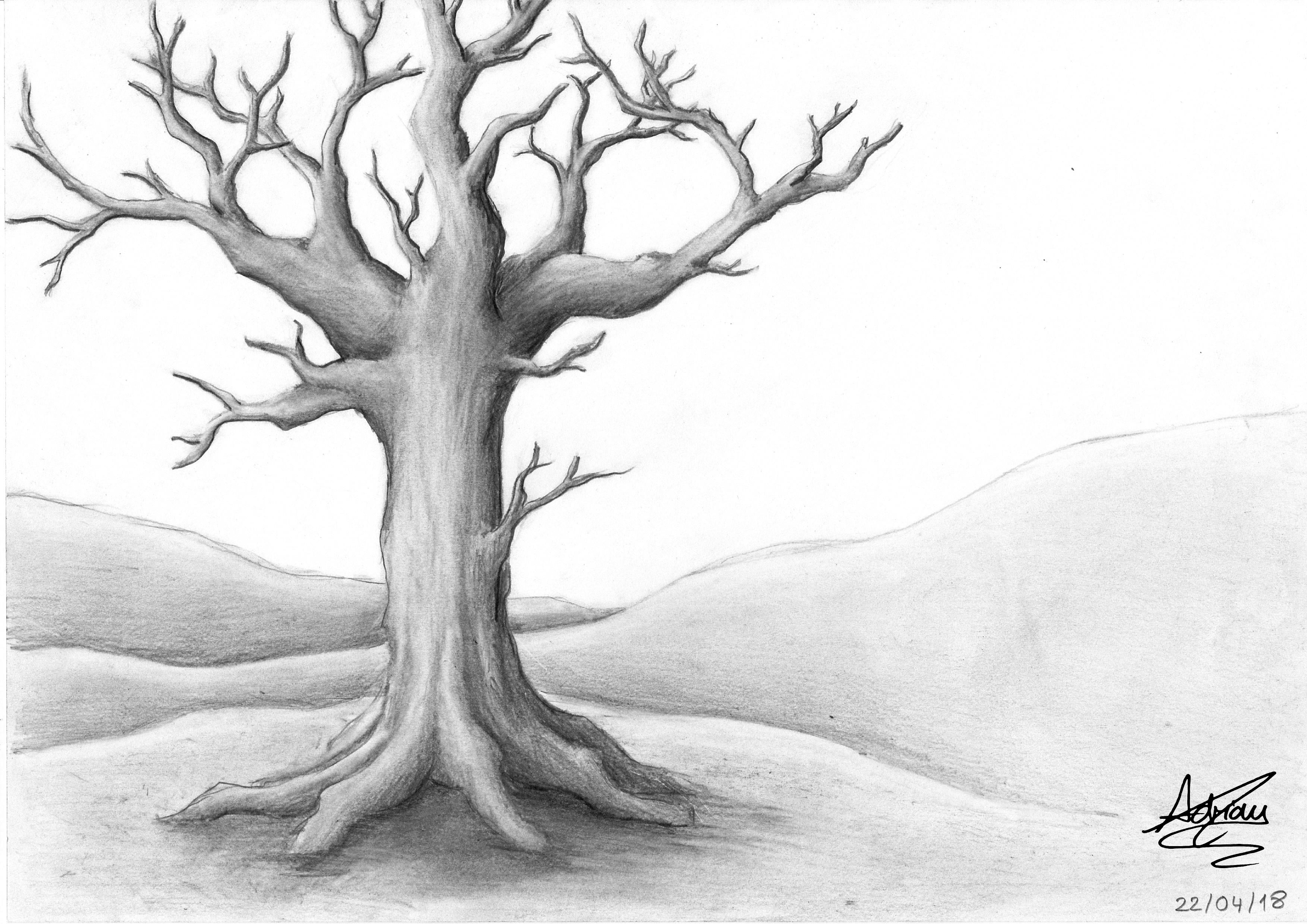 Leafless Tree Drawing Free download on ClipArtMag