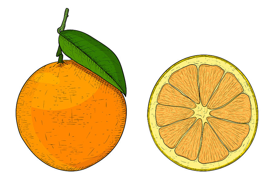 Orange Slice Drawing Free download on ClipArtMag