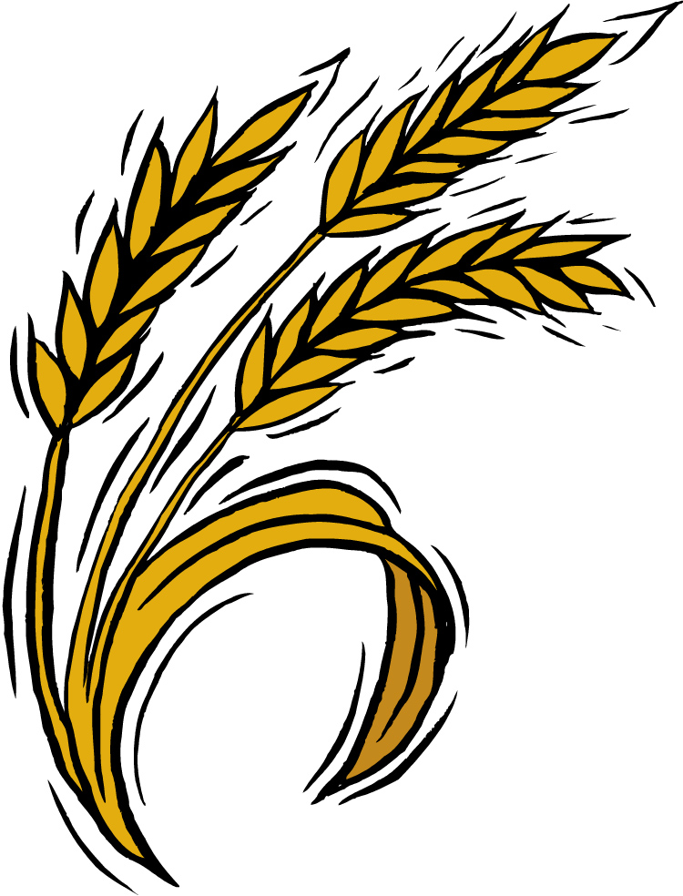 Wheat Drawing Free download on ClipArtMag