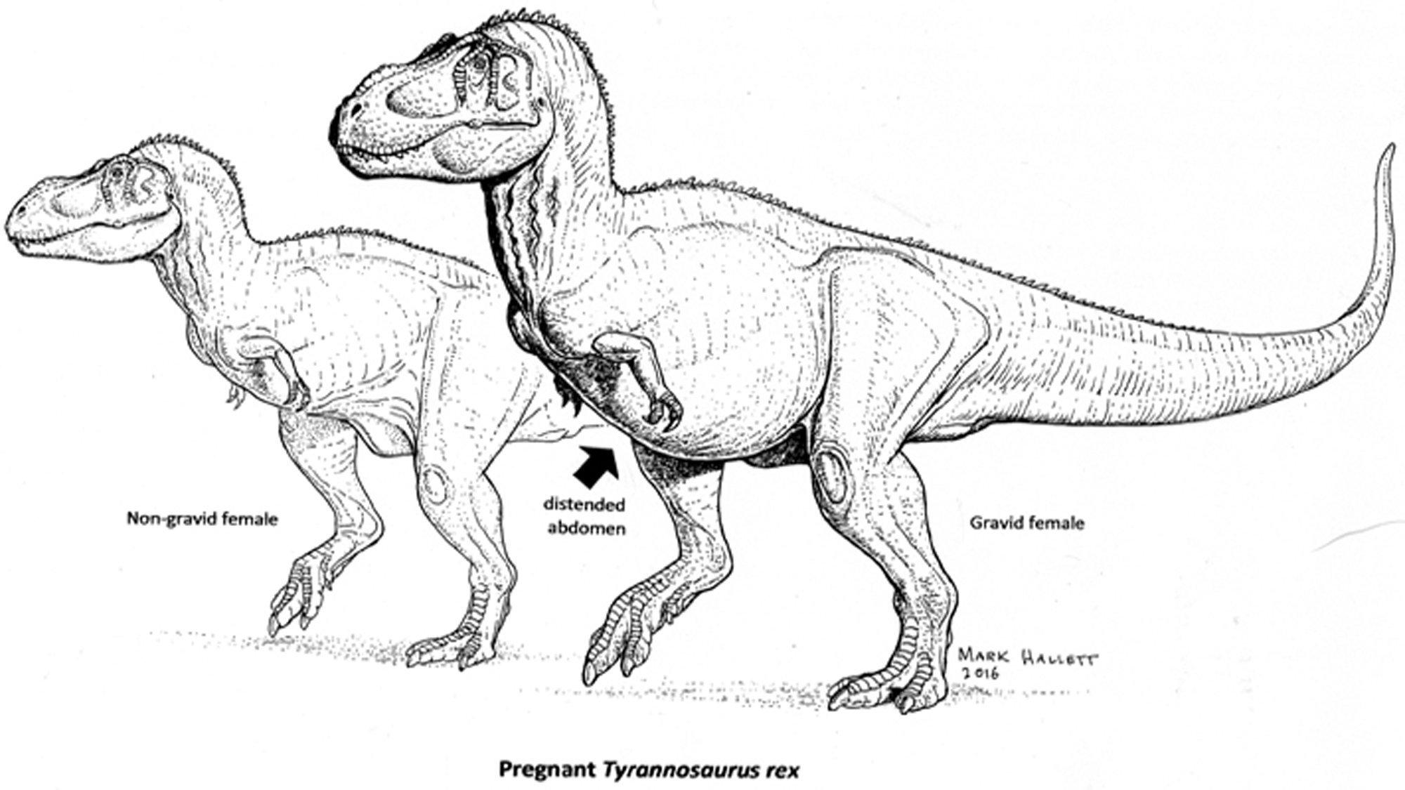 Contoh Gambar Mewarnai Dinosaurus T Rex Kataucap