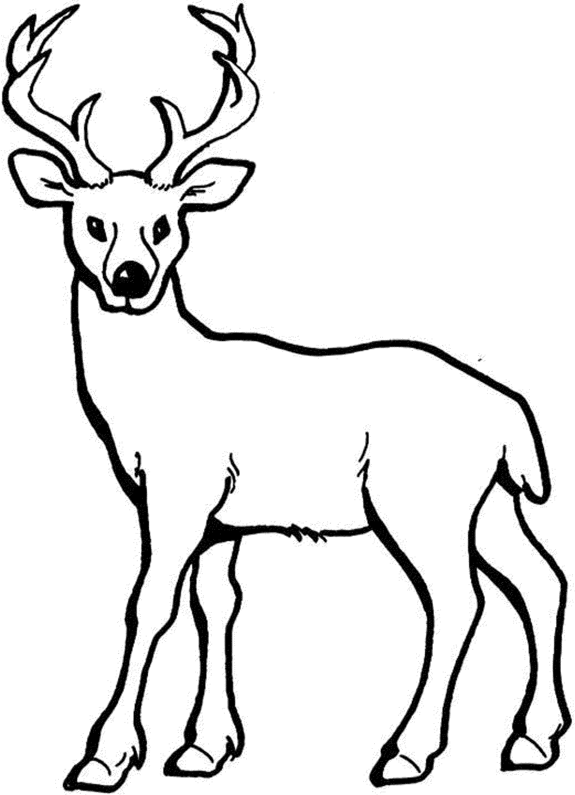 Deer coloring pages to download and print for free