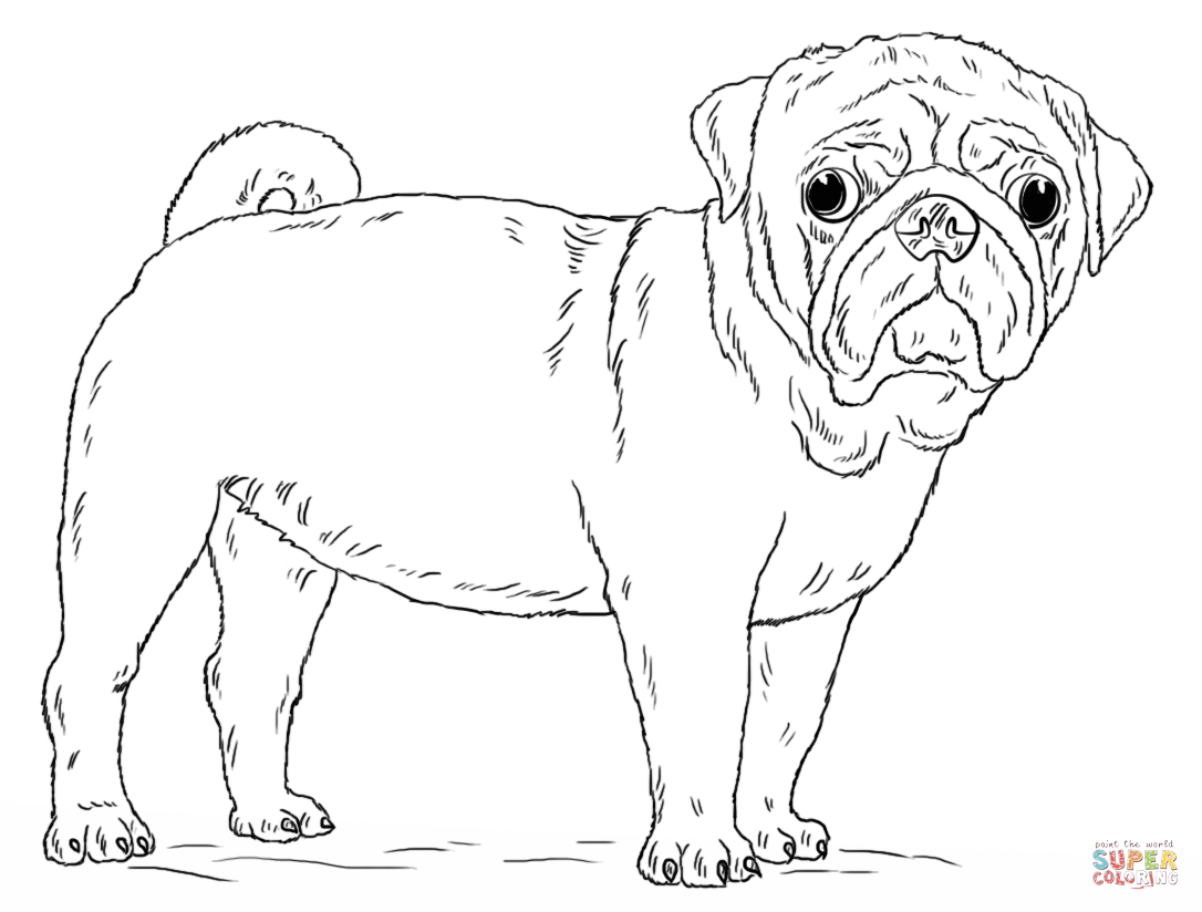 Pug coloring pages to download and print for free