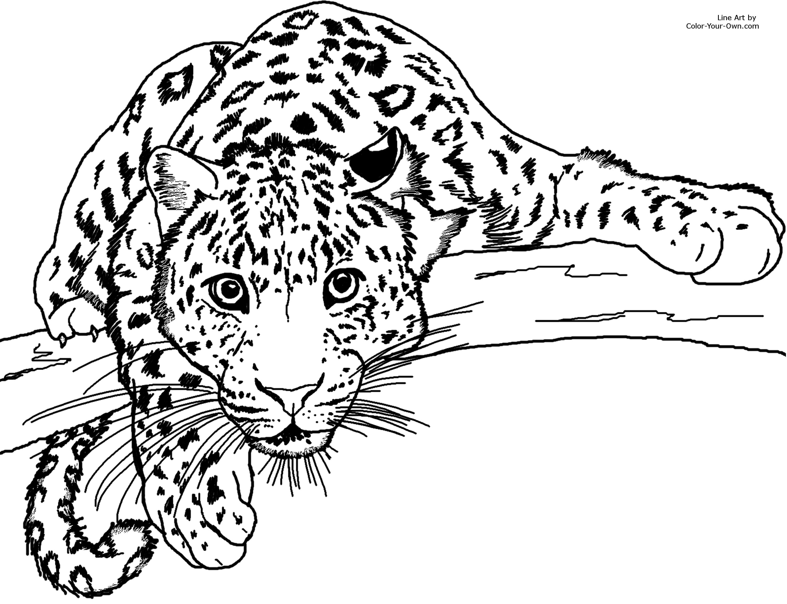Jaguar coloring pages to download and print for free