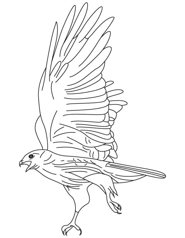 Hawk coloring pages to download and print for free