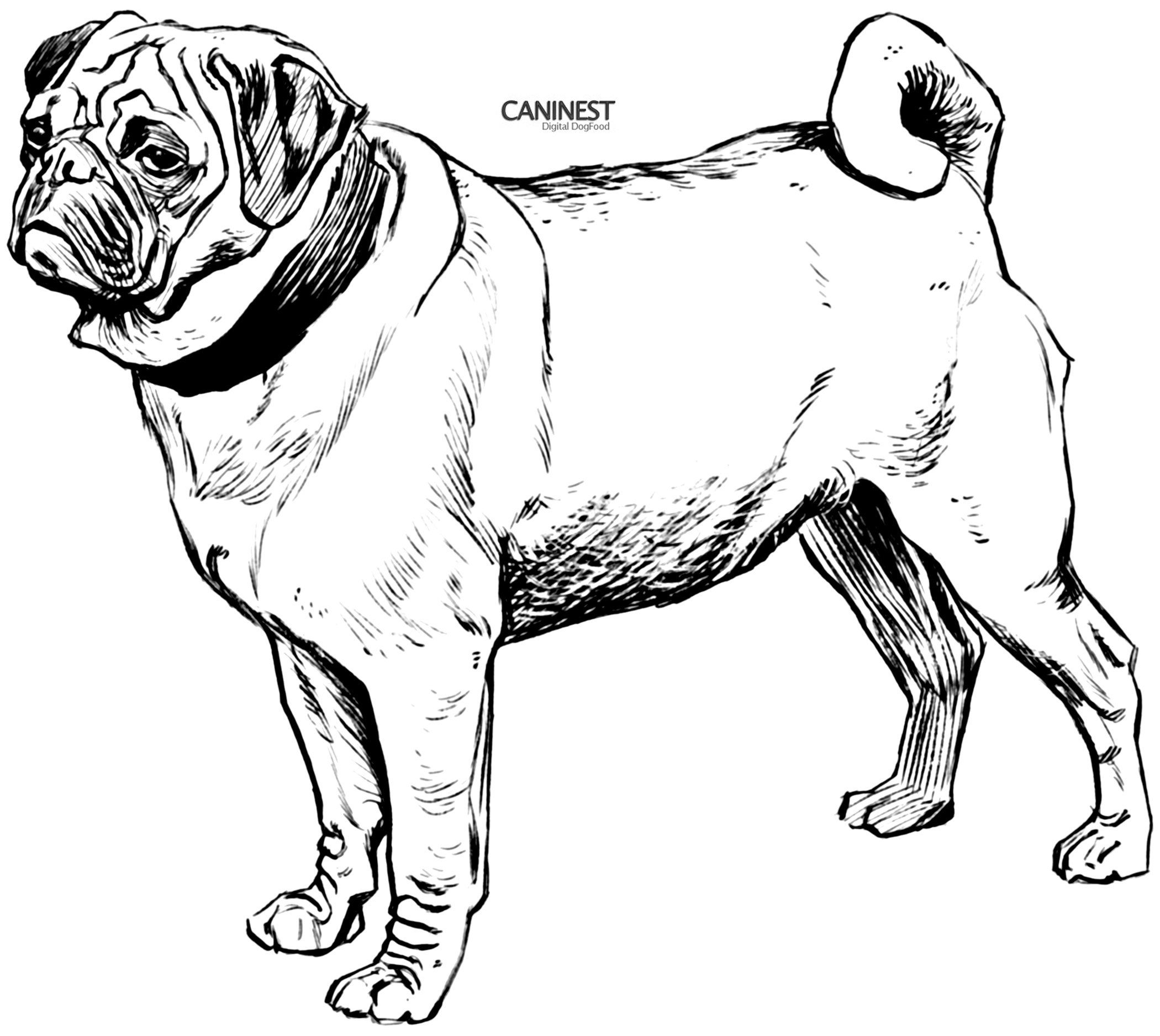 Pug coloring pages to download and print for free