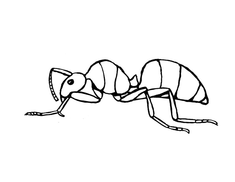 Ant coloring pages to download and print for free