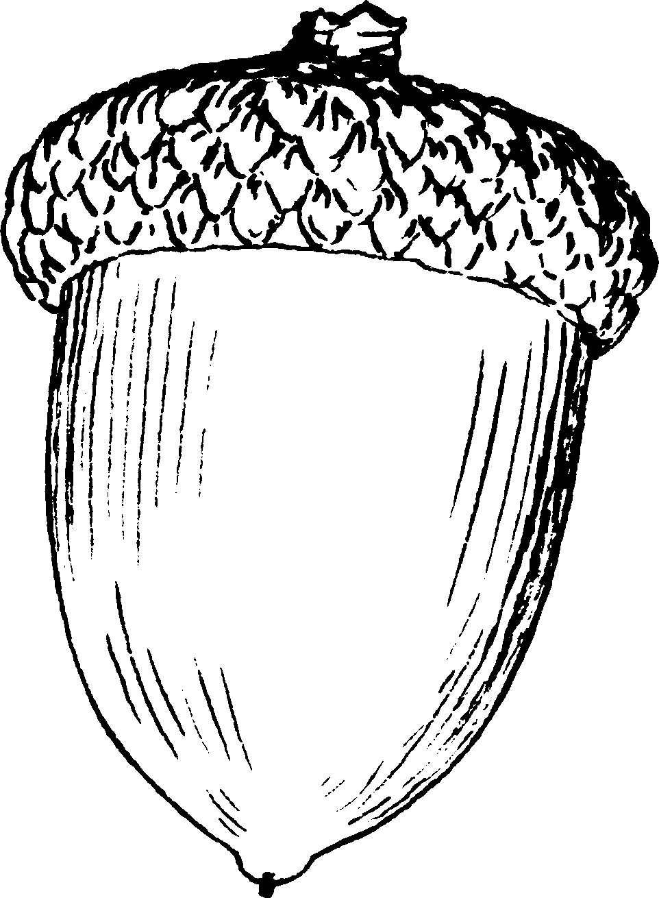 Acorn coloring pages to download and print for free