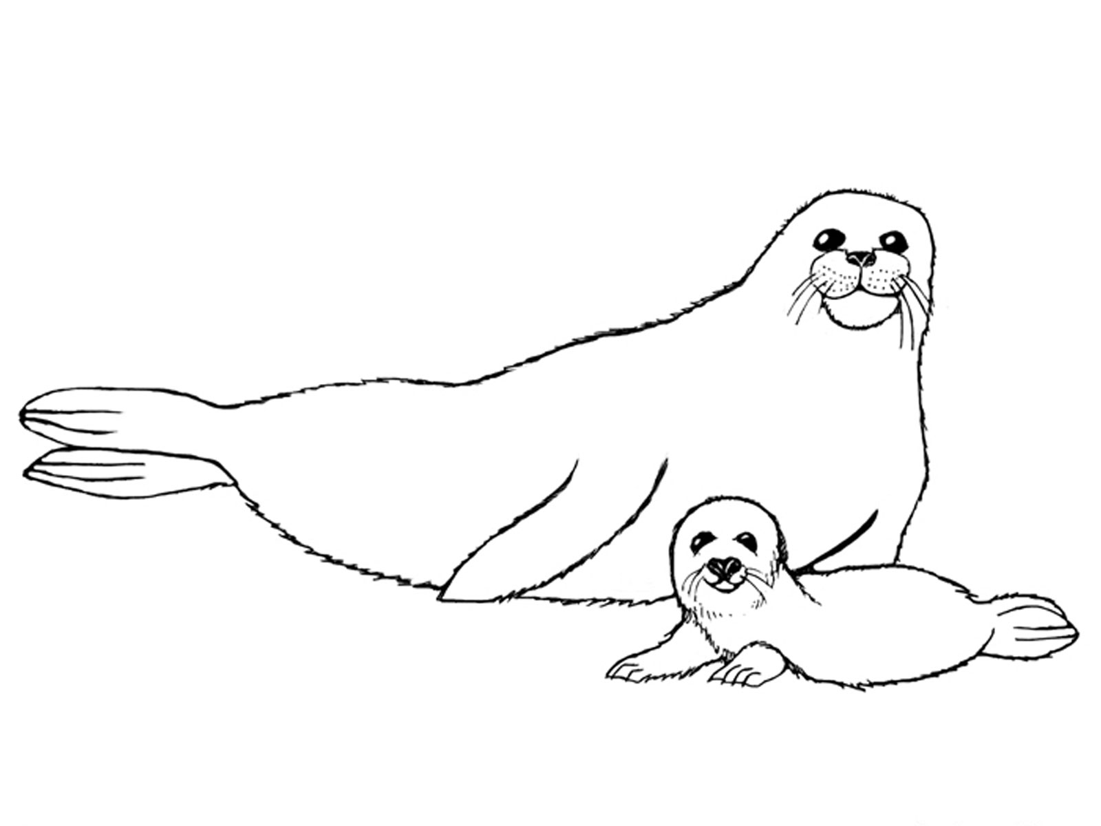 Seal Coloring Pages Kidsuki