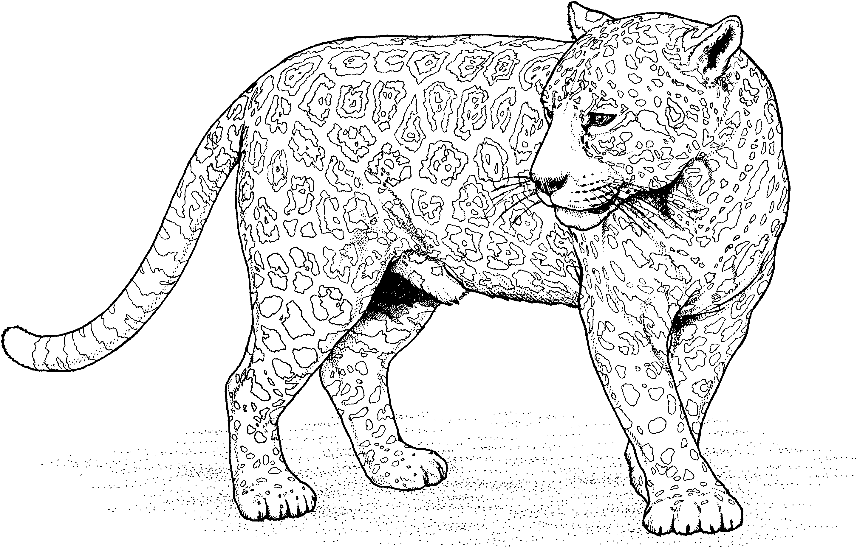 Jaguar coloring pages to download and print for free