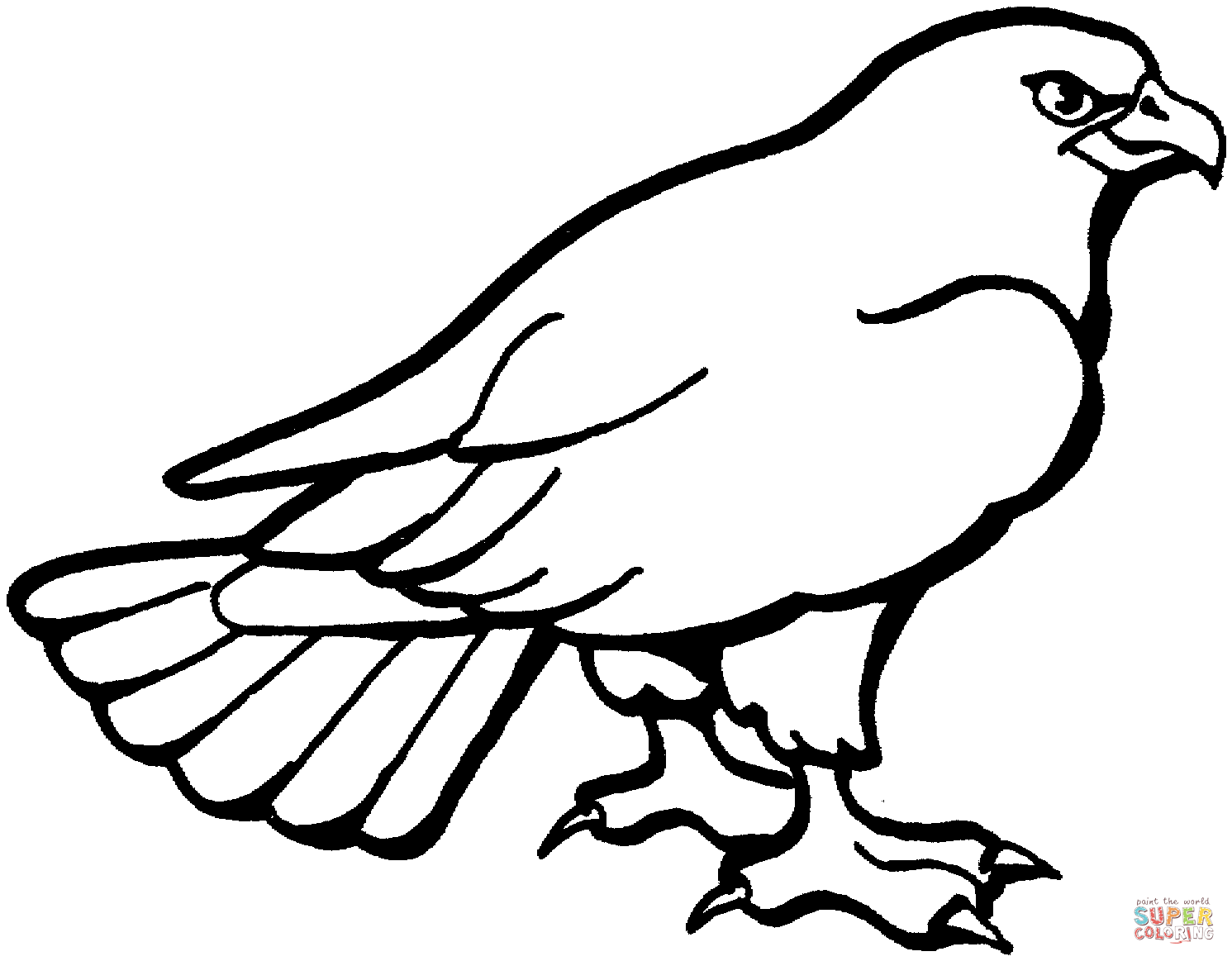 Hawk coloring pages to download and print for free