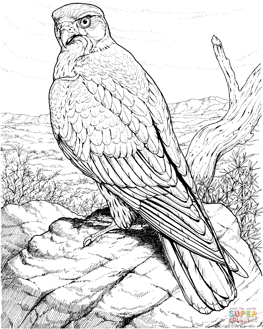 Hawk coloring pages to download and print for free