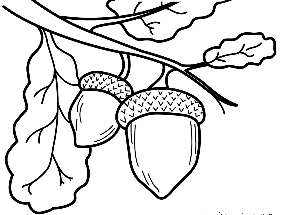 Acorn coloring pages to download and print for free