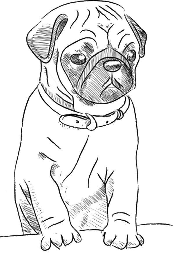 Pug coloring pages to download and print for free