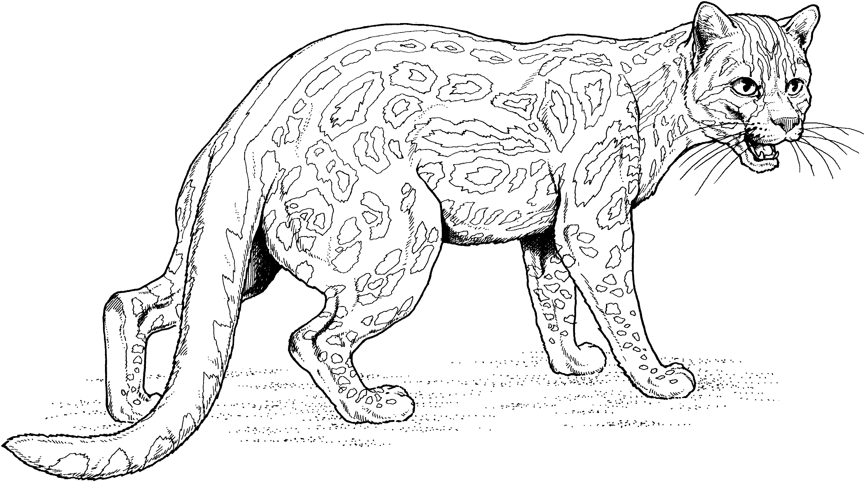Jaguar coloring pages to download and print for free