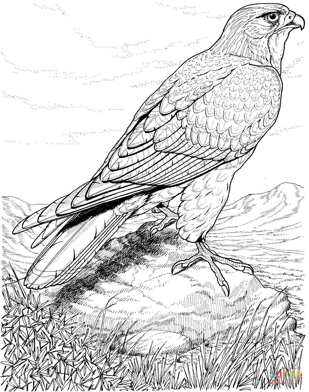 Hawk coloring pages to download and print for free