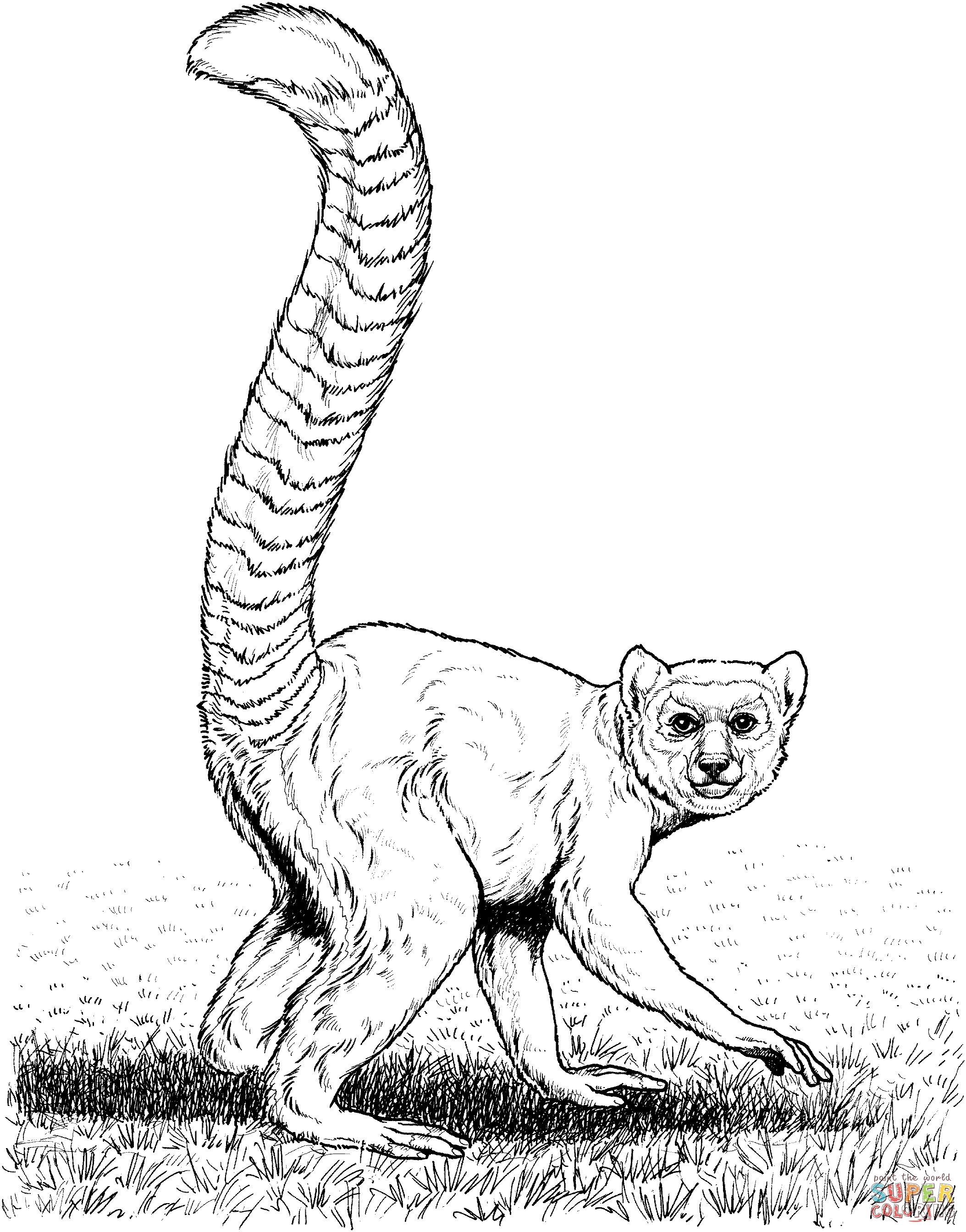 Lemur coloring pages download and print for free