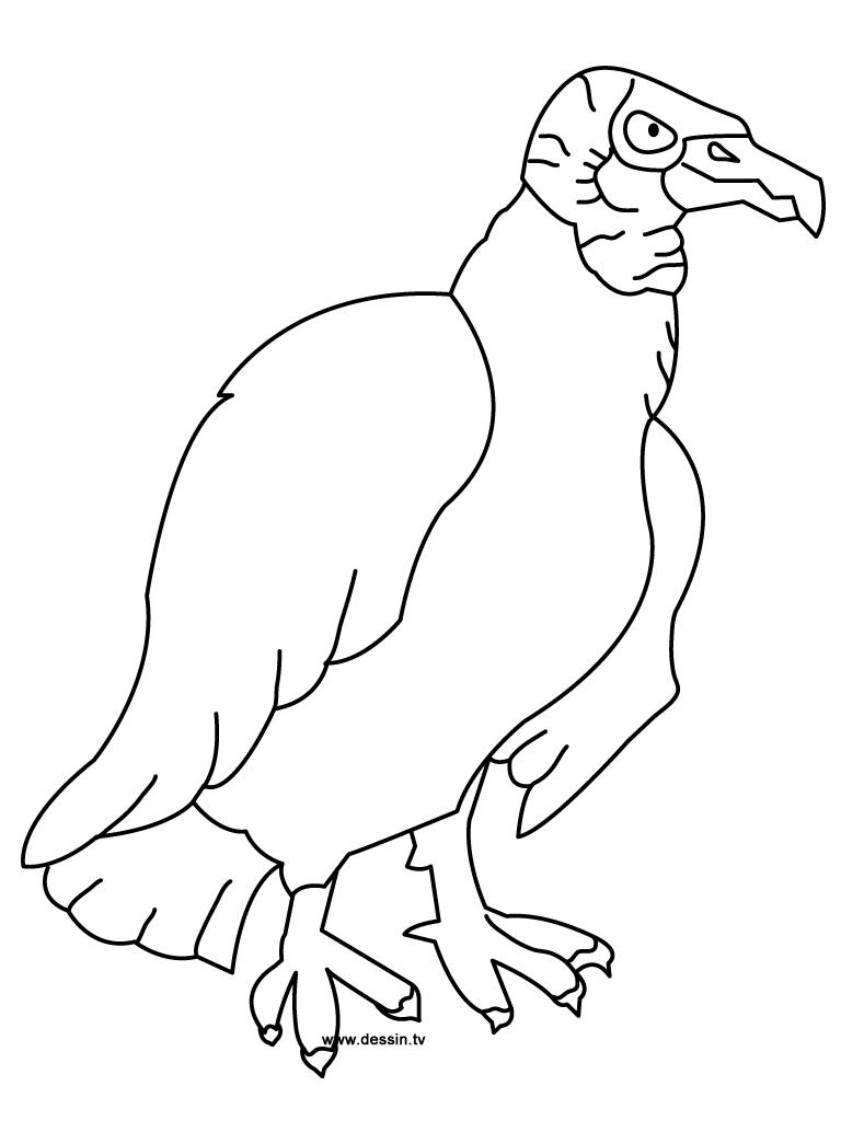 Vulture coloring pages download and print for free