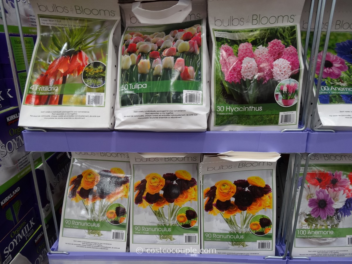 Bulbs to Blooms Fall Bulbs
