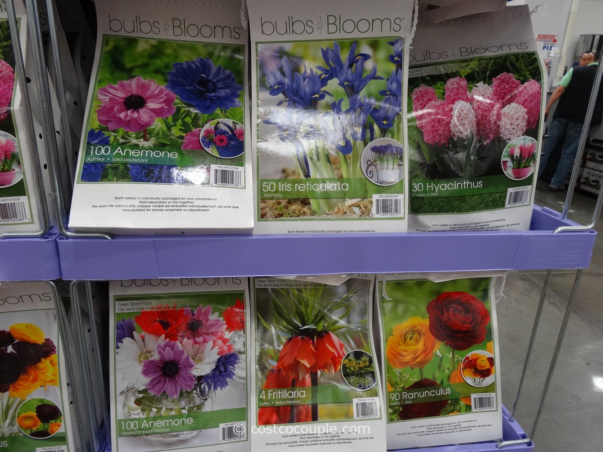 Bulbs to Blooms Fall Bulbs