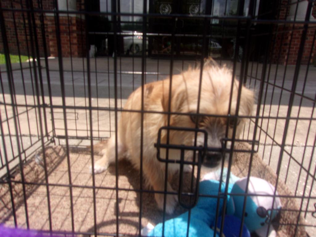 Calcasieu Parish Animal Control Phone Number petfinder