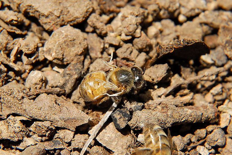 Hive Health Varroa Monitoring Curbstone Valley