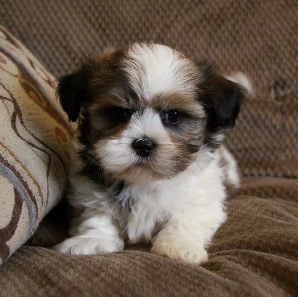Shih Tzu Puppies For Sale Dogs for Sale Puppies for